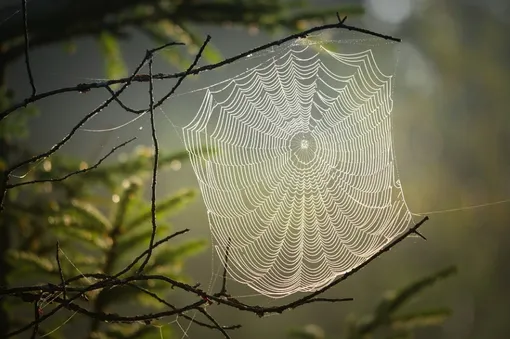 Паутина